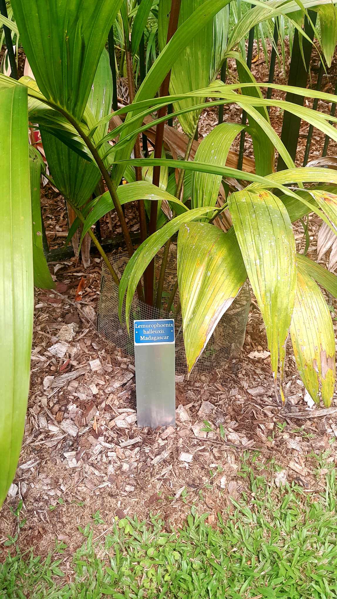 botanical tags