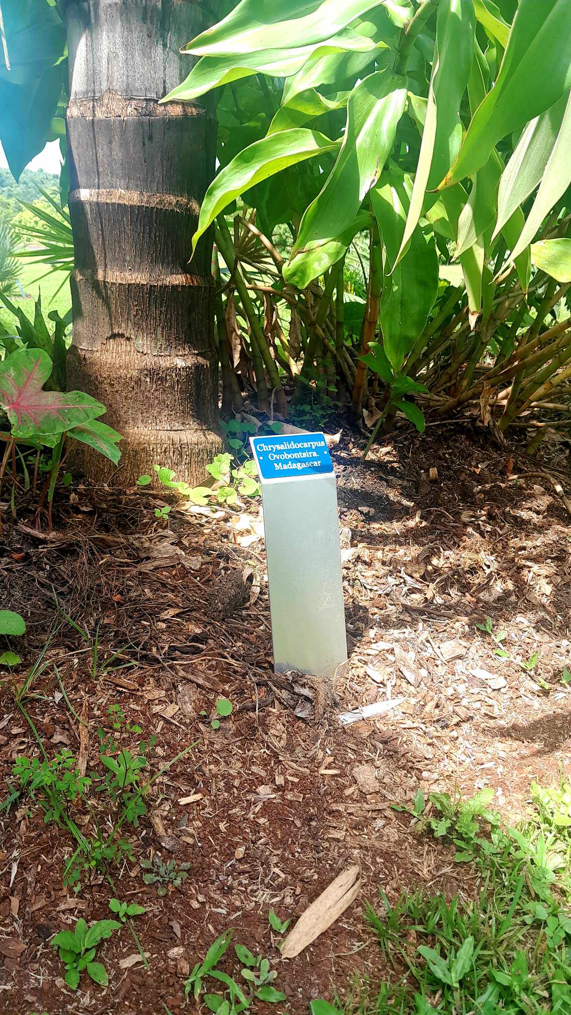metal plant stake