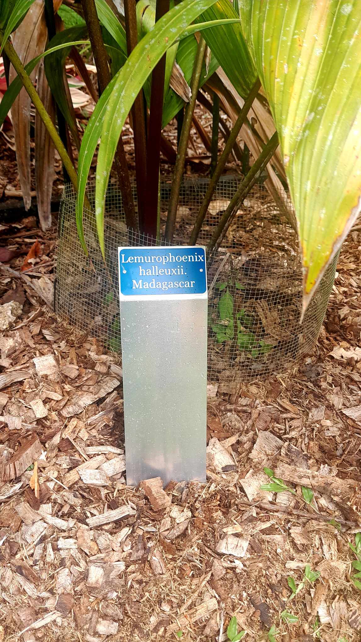 plant stake