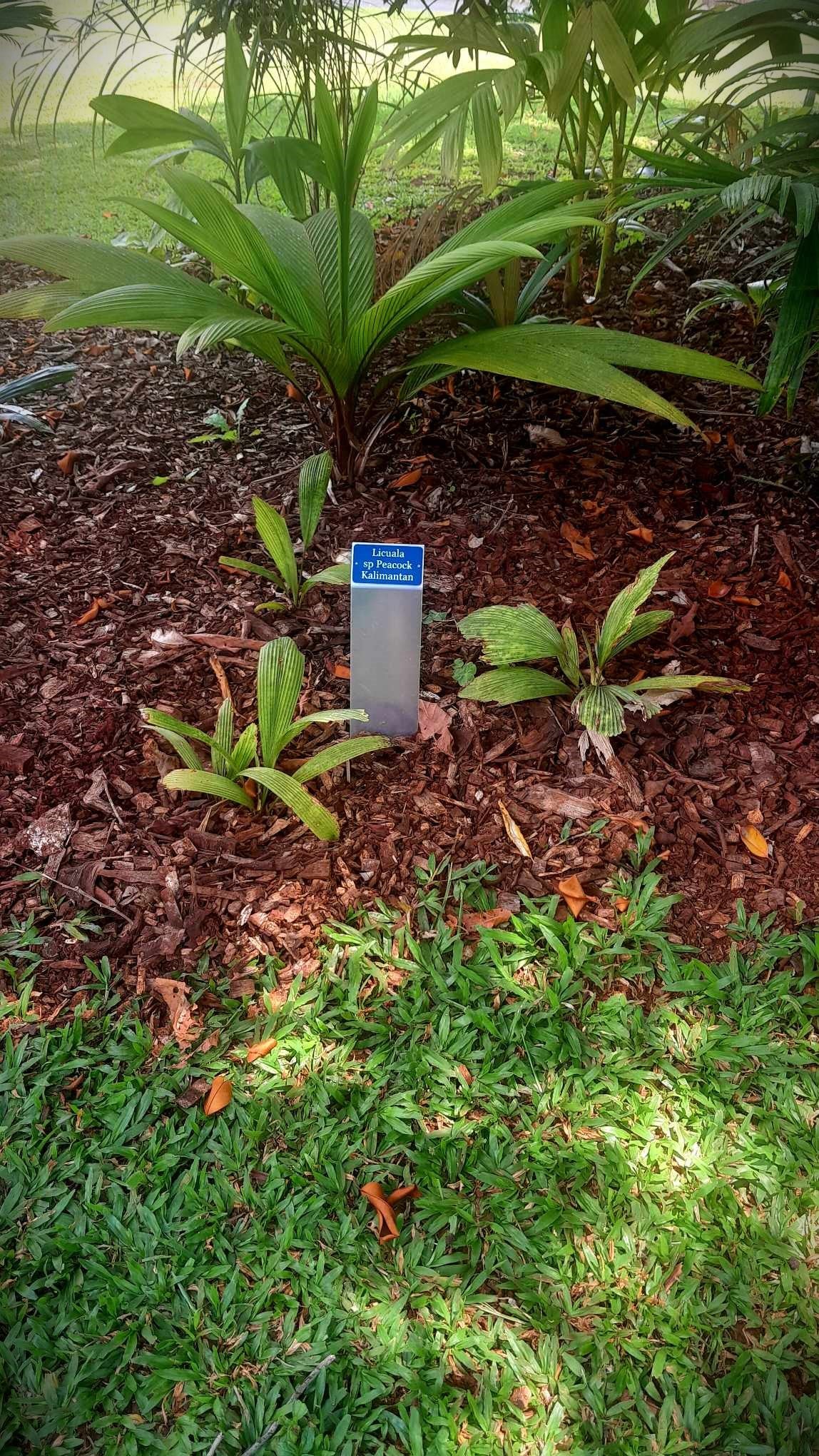 plant identification stake